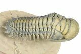 Flying Crotalocephalina Trilobite - Atchana, Morocco #359180-2